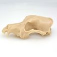DSC_0972.jpg Dog Skull (Scanned)