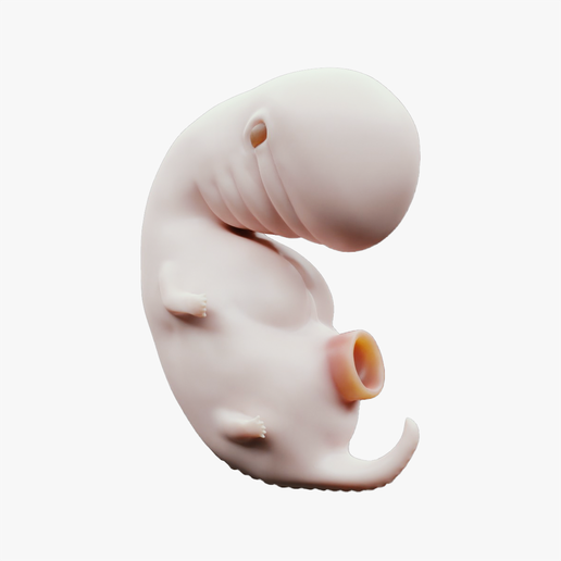 4_Weeks_Tumbnail.png 4 Weeks Human embryonic (baby stages)