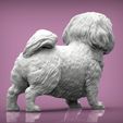 British-Shih-Tzu4.jpg British Shih Tzu 3D print model