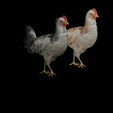 okk.png CHICKEN CHICKEN - DOWNLOAD CHICKEN 3d Model - animated for Blender-Fbx-Unity-Maya-Unreal-C4d-3ds Max - 3D Printing HEN hen, chicken, fowl, coward, sissy, funk- BIRD - POKÉMON - GARDEN