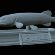 Pike-statue-18.png fish Northern pike / Esox lucius statue detailed texture for 3d printing