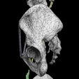 pelvis-types-hip-bone-labelled-detailed-3d-model-f0bfefd2bd.jpg Pelvis types hip bone labelled detailed 3D model
