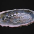 iRay-07.jpg Abalone Shell for 3D Print