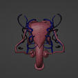 17.png 3D Model of Male Reproductive System and Veins