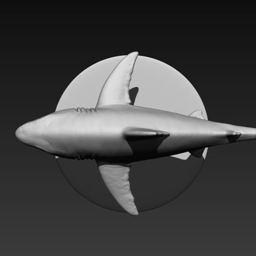 04.jpg 🦈 Modelo 3D de tubarão - O predador mais importante do oceano