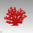 mercan2.jpg plantadores de coral
