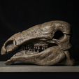 kapak.png Edmontonia Skull