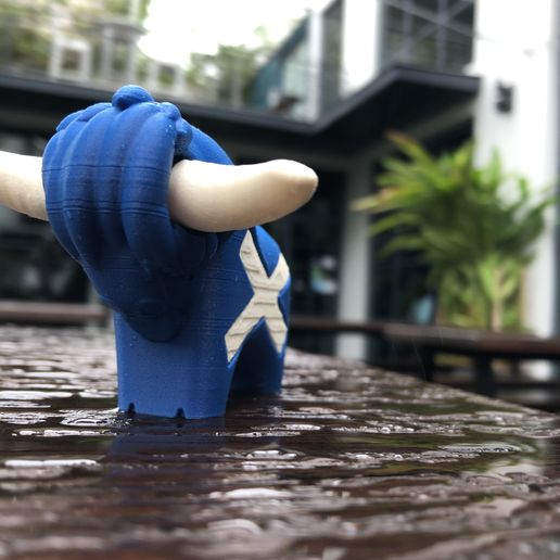 IMG_9832.jpg Scottish Highland Cow