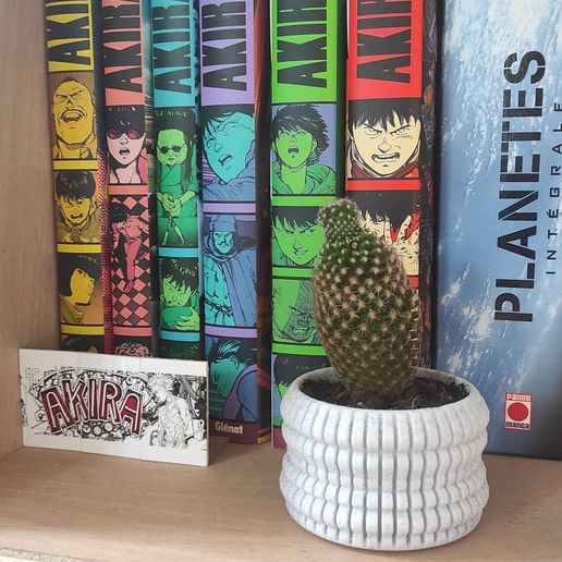 167215756_205275504262267_8808346684221207051_n.jpg Lil' one - Pequeña maceta de cactus