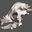 vue-02.jpg Pachycephalosaurus 3D skull