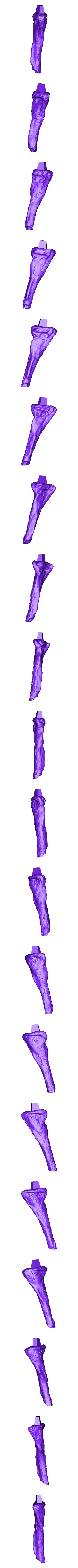 Tibia_Right_Part_01.OBJ Scheletro di piccolo T-rex a grandezza naturale - Parte 03/10