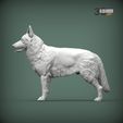 Swiss-white-shepherd1.jpg Swiss white shepherd 3D print model
