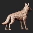 14.jpg German Shepherd model 3D print model