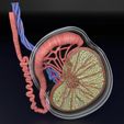 testis-anatomy-histology-3d-model-blend-7.jpg testis anatomy histology 3D model