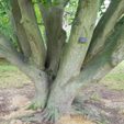 Fastigiate Hornbeam - Kew Gardens 1000.jpg Fastigiate Hornbeam - Real Tree 3D Scan - Kew Gardens Collection