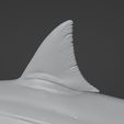 Carcharodon3D_09.jpg White shark (Carcharodon carcharias)