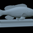 White-grouper-statue-36.png fish white grouper / Epinephelus aeneus statue detailed texture for 3d printing