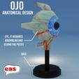 Ua ETCH Tet es 3d model eye : anatomical eye + PEDESTAL