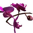 6.jpg Orquídea Pink Phalaenopsis Orchid FLOWER Kasituny Orchid 3D MODEL butterfly Orquídea rosada ROSSE CHARMANDER BULBASAUR