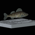 Am-bait-zander-13cm-6mm-eye-5.png AM bait zander / pikeperch fish 13cm breaking form for predator fishing