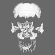 wf11.jpg skull labelled anatomy text detailed 3D