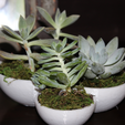 Capture d’écran 2017-09-06 à 11.12.19.png Succulent Tri-Bowl