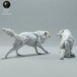 arctic_wolves_fight_3.jpg Arctic Wolves Fighting
