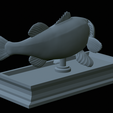 Bass-mouth-2-statue-4-25.png fish Largemouth Bass / Micropterus salmoides in motion open mouth statue detailed texture for 3d printing