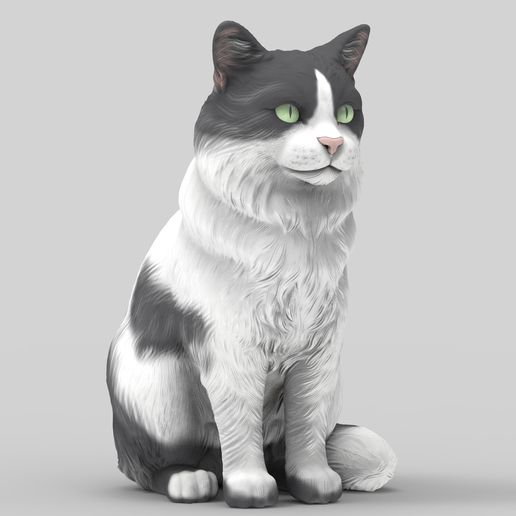 gato-34.jpg Realistic Mongrel Cat