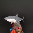 WhatsApp-Image-2021-03-14-at-13.45.31.jpeg Coral Reef Great White Shark - Coral com tubarão branco