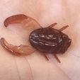 buglure.jpg Great diving beetle (Dytiscus marginalis) lure 30mm mold 2 cavity (bug, insect)
