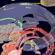 screenshot148.jpg Central nervous system cortex limbic basal ganglia stem cerebel 3D model