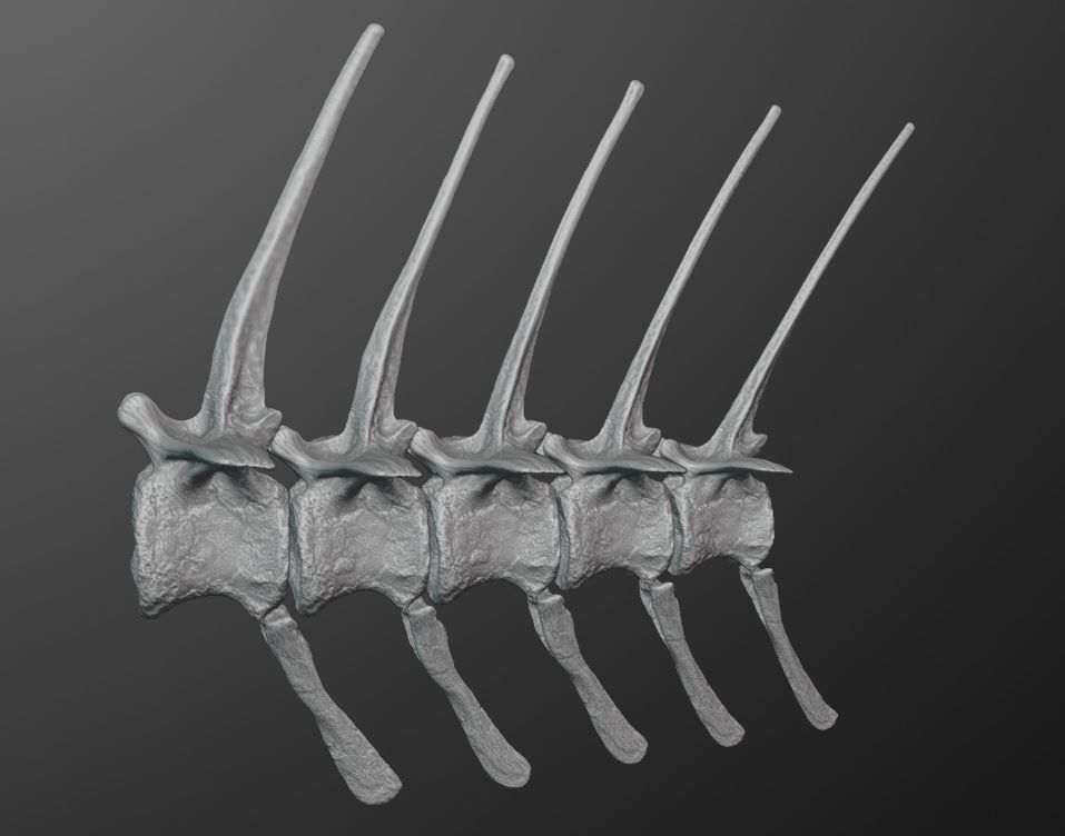 spinosaurTail_preview01.jpg 3D file Spinosaurus Tail Section・3D printable design to download, LordTrilobite