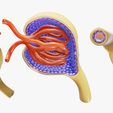 Glomerulus_R_1.png Anatomie du glomérule