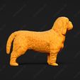 1022-Basset_Griffon_Vendeen_Petit_Pose_02.jpg Basset Griffon Vendeen Petit Dog 3D Print Model Pose 02