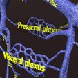 PSfinal0065.jpg Human venous system schematic 3D