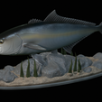 Greater-Amberjack-statue-1-18.png fish greater amberjack / Seriola dumerili statue underwater detailed texture for 3d printing