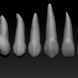 labial.png full anatomy upper and lower teeth 1