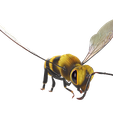 Bee2W.png DOWNLOAD BEE 3D Model BEE - Obj - FbX - 3d PRINTING - 3D PROJECT - BLENDER - 3DS MAX - MAYA - UNITY - UNREAL - CINEMA4D - BEE GAME READY - POKÉMON - RAPTOR