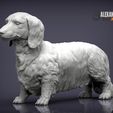 dachshund-longhair-1.jpg Dachshund longhair 3D print model