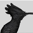 0.jpg The hoopoe 3D model