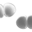 Streptococcus_Pneumoniae_Render_2.png Streptococcus Pneumoniae Bacteria