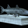 Barracuda-base-7.png fish great barracuda / Sphyraena barracuda statue detailed texture for 3d printing