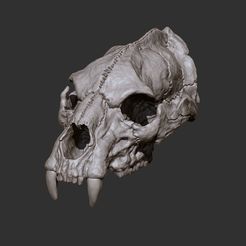 05.jpg skull bear