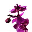 5.jpg Orquídea Pink Phalaenopsis Orchid FLOWER Kasituny Orchid 3D MODEL butterfly Orquídea rosada ROSSE CHARMANDER BULBASAUR