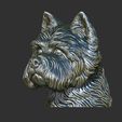 17.jpg West Highland White Terrier bust