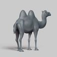 R05.jpg bactrian camel pose 01