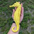 fxh.jpeg FLEXI SKELTON SEAHORSE