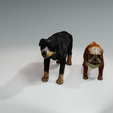 20.png DOG DOG - DOWNLOAD Rottweiler 3d model - animated CANINE PET GUARDIAN WOLF HOUSE HOME GARDEN POLICE - 3D printing DOG DOG DOG