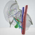 LIVER,-abdominal,-abdomen,-spleen,-pancreas,-pancreatic,-biliary,-hepatic,-artery,-vein,-portal-vein.png 6 PIÈCES Modèle 3D réaliste du foie humain - avec système biliaire, veines portales, veines et artères hépatiques, ligaments du foie